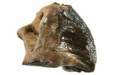 Rare, Unworn Fossil Dinosaur (Leptoceratops) Tooth - Montana #338991-1
